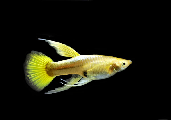 Full Gold 24k Guppy (Pair)