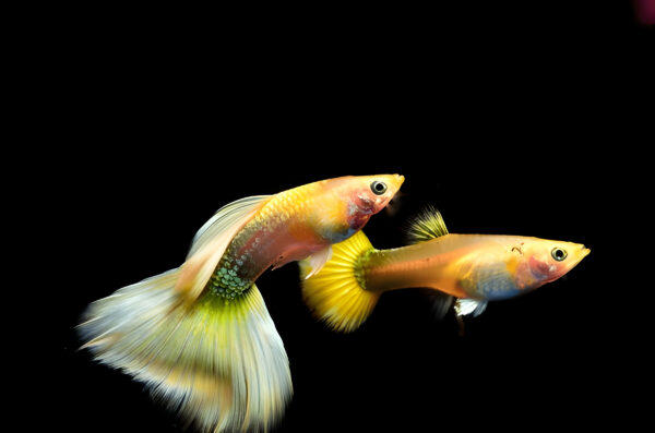 Full Gold 24k Guppy (Pair) - Image 2