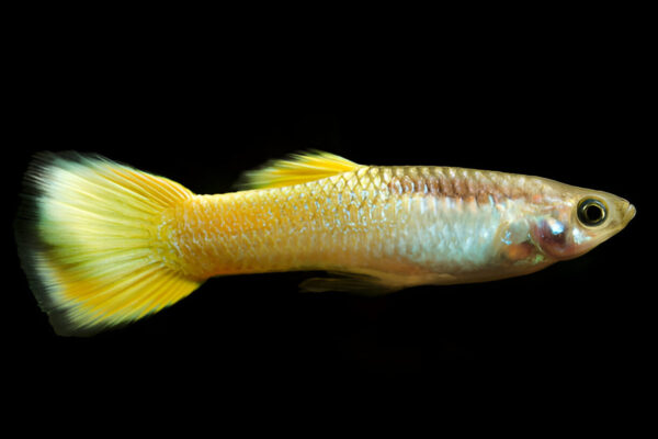 Full Gold 24k Guppy (Pair) - Image 3