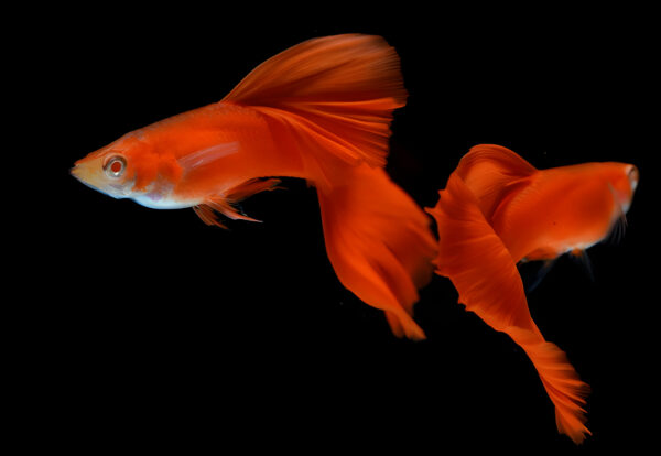 Full Red Guppy (Pair) - Image 5