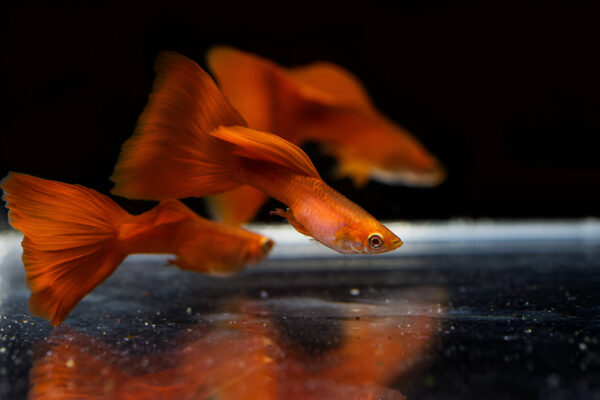 Full Red Guppy (Pair) - Image 4