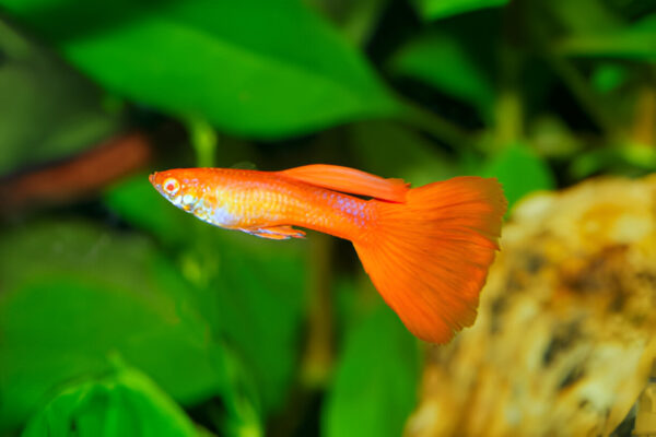 Full Red Guppy (Pair) - Image 3