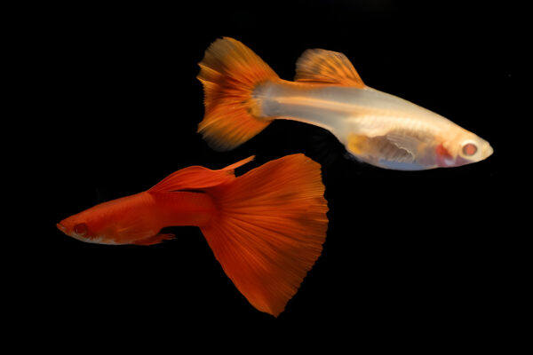 Full Red Guppy (Pair) - Image 2