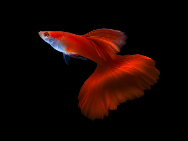 Full Red Guppy (Pair)