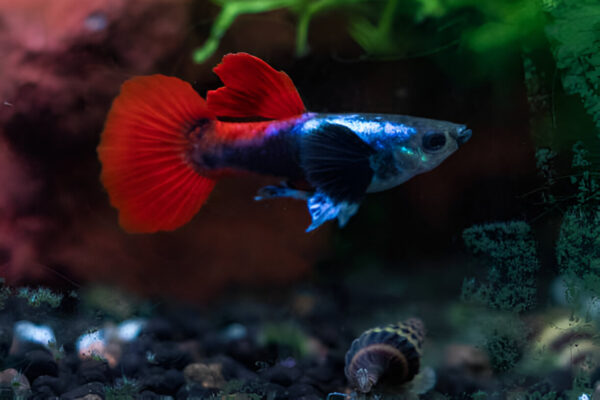 Red tail platinum Dumbo ear Guppy (Pair) - Image 2