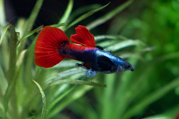 Red tail platinum Dumbo ear Guppy (Pair)