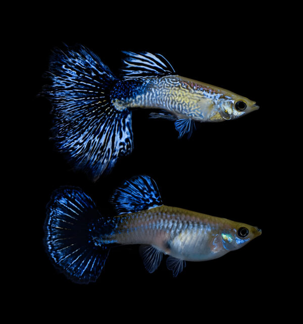 Blue Dragon Dumbo Ear Guppy (Pair) - Image 4