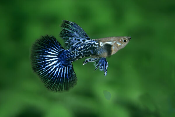 Blue Dragon Dumbo Ear Guppy (Pair) - Image 2