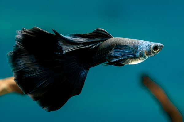 Full black Guppy (Pair) - Image 2