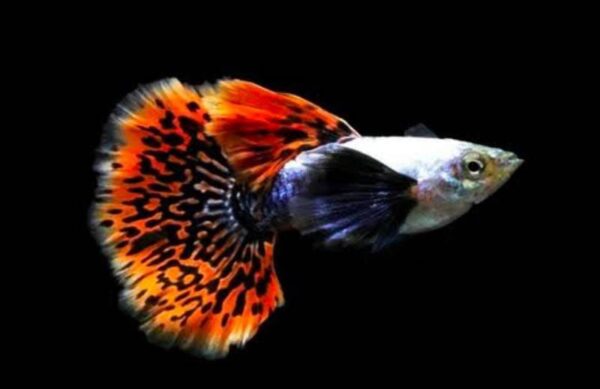 Chilli Mosaic Dumbo Ear Guppy (Pair)