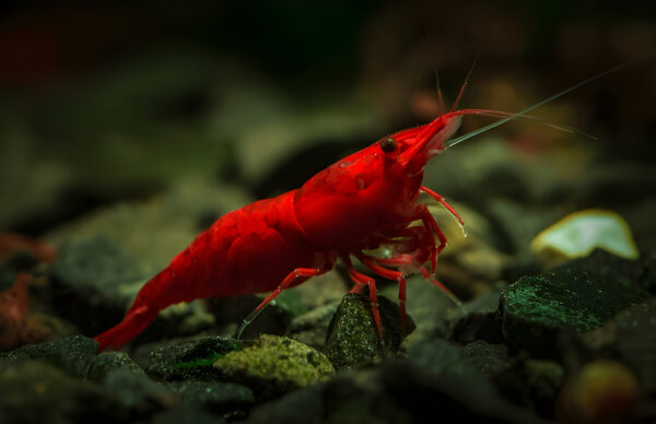 Fire red shrimp (Pair)