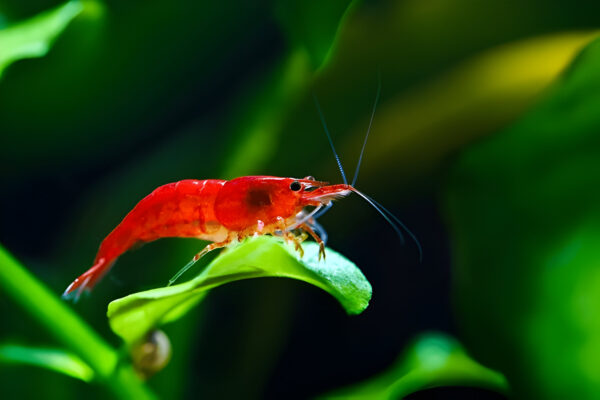 Fire red shrimp (Pair) - Image 4