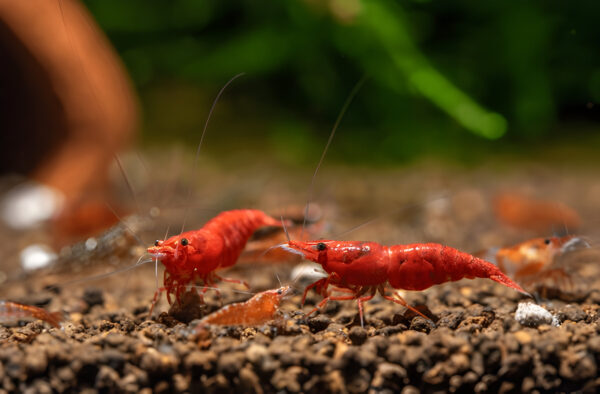 Fire red shrimp (Pair) - Image 3