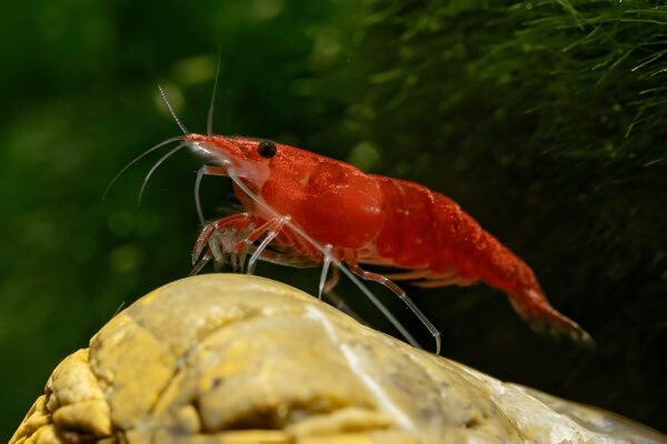 Fire red shrimp (Pair) - Image 2