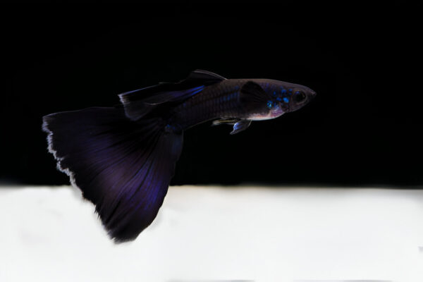 Full black Guppy (Pair)