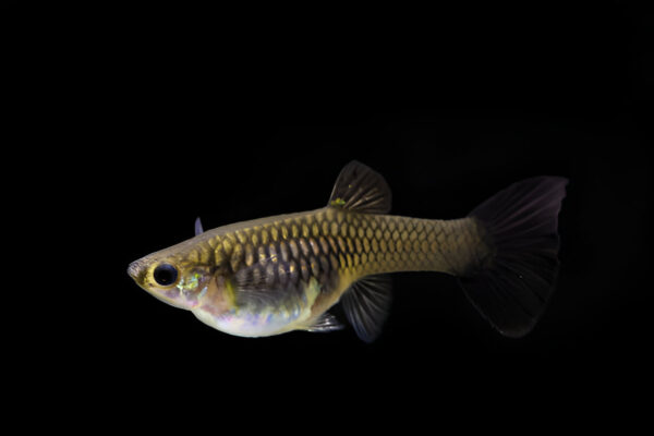 Full black Guppy (Pair) - Image 4