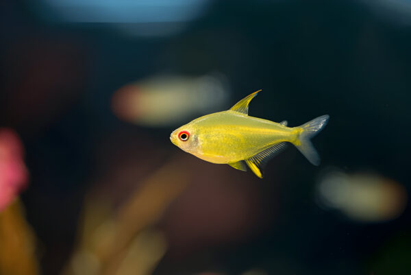 Lemon Tetra (Pair) - Image 2