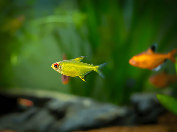 Lemon Tetra (Pair) - Image 3