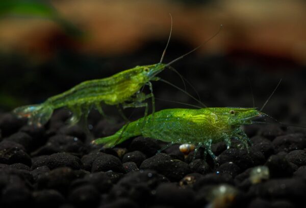 Green Zebra Shrimp (Pair)