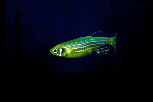 Zebra Danio (Piece) - Image 2