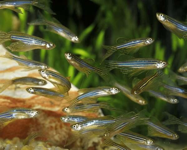 Zebra Danio (Piece) - Image 4
