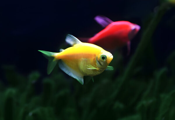 Color Widow Tetra Mix(Pair)