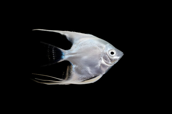 Platinum Angelfish (Piece) - Image 3