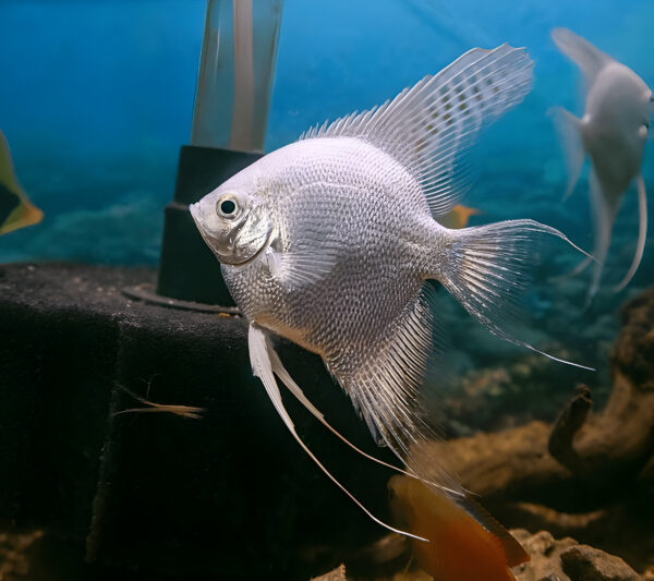 Platinum Angelfish (Piece)