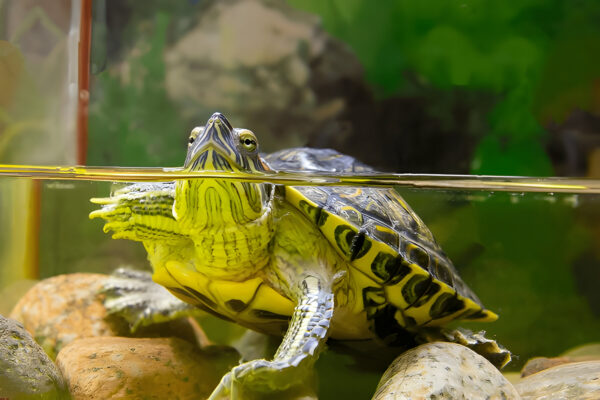 Buy Red Eared Slider Turtle Online in India - AquaHut - Image 2