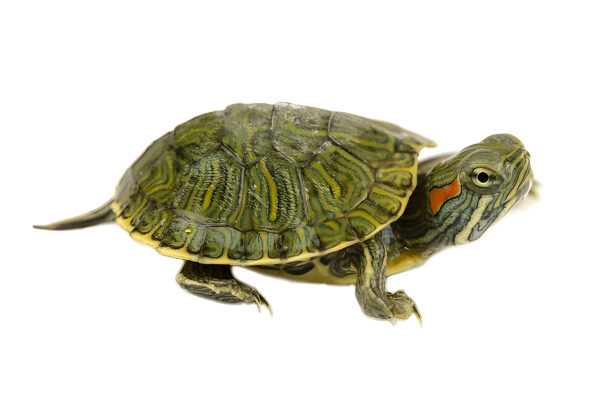 Buy Red Eared Slider Turtle Online India - Healthy and Affordable