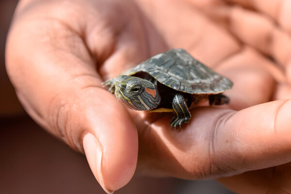 Buy Red Eared Slider Turtle Online in India - AquaHut - Image 4