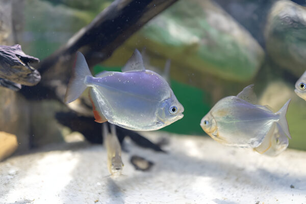 Silver Dollar Fish Adult (Pair) - Image 2