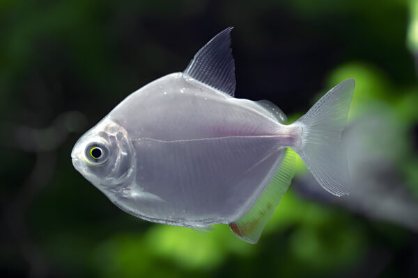 Silver Dollar Fish Adult (Pair)