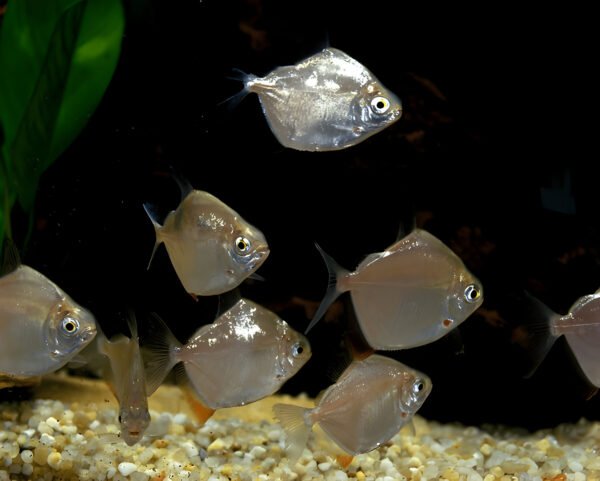 Silver Dollar Fish Adult (Pair) - Image 3