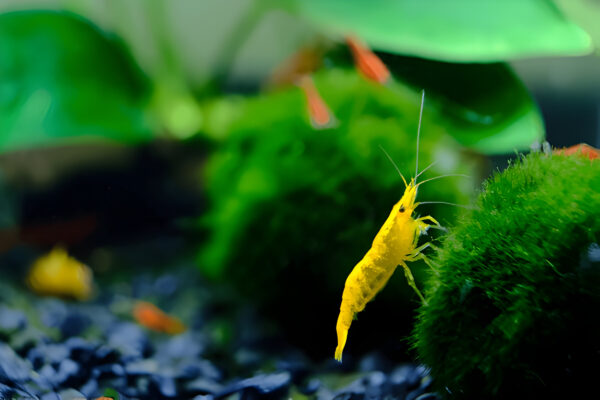 Yellow Shrimp (Pair) - Image 2