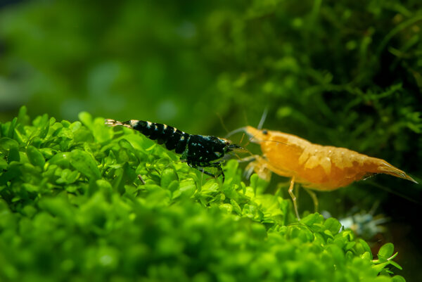 Yellow Shrimp (Pair) - Image 3