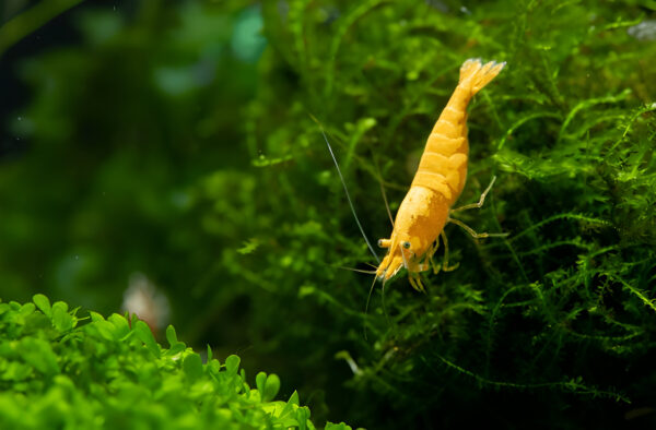 Yellow Shrimp (Pair)