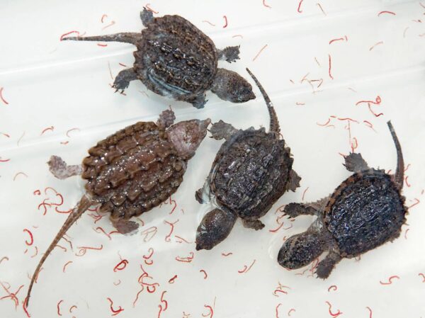 Baby Snapping Turtle (1Piece)