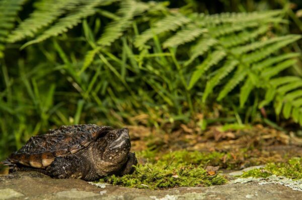 Baby Snapping Turtle (1Piece) - Image 2