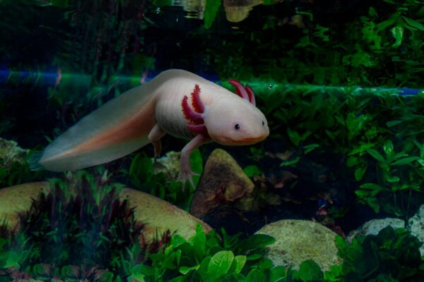 Axolotl Pink (1Piece) - Image 3