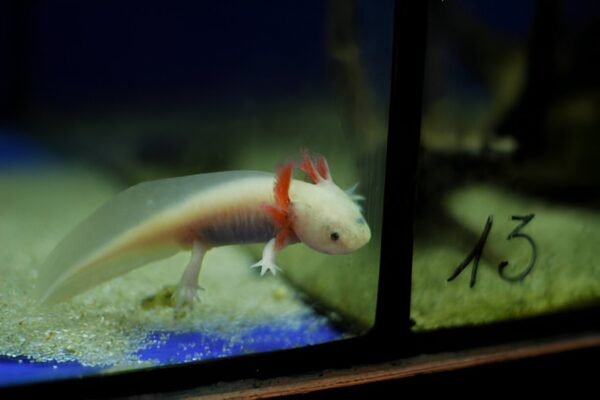 Axolotl Pink (1Piece) - Image 4